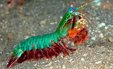 El terror del mar: la gamba mantis tiene el puñetazo más fuerte del planeta y destroza a sus víctimas con golpes tan rápidos que el agua alcanza la temperatura del sol