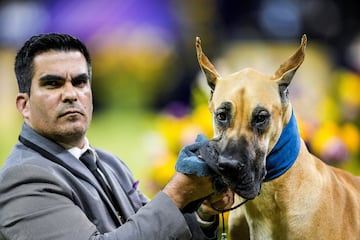 Lexus (Gran Dans) compite durante el Campeonato Masters Agility de la 149? Exposicin Canina Anual del Westminster Kennel Club en el Centro de Convenciones Jacob Javits en la ciudad de Nueva York.