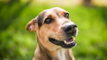 Winston, perro influencer rescatado en 2018 en una isla.