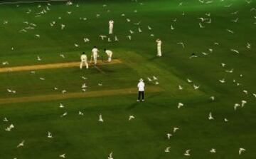 Cientos de gaviotas irrumpen en este partido de cricket en Australia. 