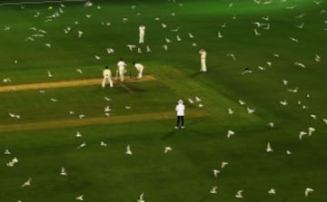 Cientos de gaviotas irrumpen en este partido de cricket en Australia. 