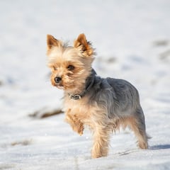 El adorable yorkshire que salvó la vida de su dueño de 78 años al parar a una patrulla de Guardia Civil y llevarlos hasta el herido