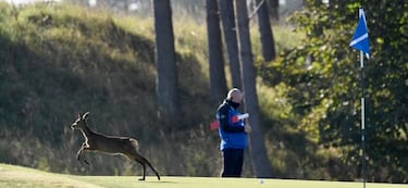 Un visitante inesperado en el Abierto de Escocia de golf