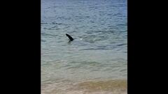 Avistamiento de un tiburón en dos playas de Oleiros (La Coruña)