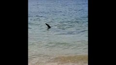 Avistamiento de un tiburón en dos playas de Oleiros (La Coruña)