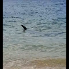 El avistamiento de un tiburón obliga a cerrar dos playas en La Coruña