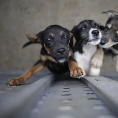 Concurso “Mi Criollo Más Bello” se realizará en Expopet 2024