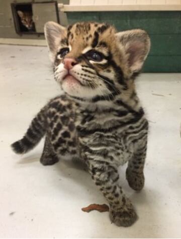 El Buffalo Zoo: "Vale, ha habido fotos preciosas en #CuteAnimalTweetOff pero seamos realistas! Nico es el más adorable!!".