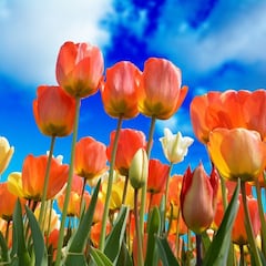 ¿Cuándo empieza la primavera, a qué hora entra la nueva estación y cuánto dura en 2024?