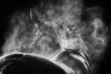 Un caballo suelta vapor tras acabar la Warwick Racecourse en Inglaterra. (En esta imagen se han utilizado filtros digitales).