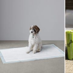 5 accesorios para perros que son imprescindibles en el día a día de tu mascota