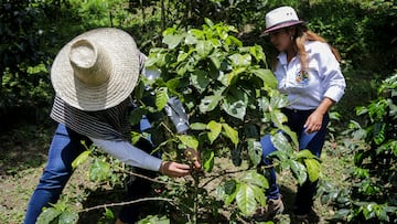 Choachí, 13 de abril de 2023. Finca La Campesina ofrece un planea turísticos donde personas nacionales y extranjeras podrán conocer sobre los procesos del café en el municipio de Choachí, Cundinamarca. (Colprensa-Mariano Vimos)