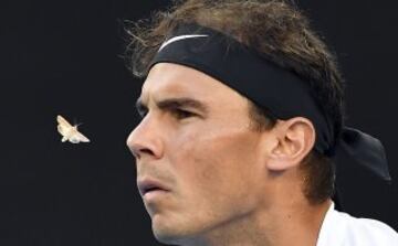 Una polilla vuela hacia el español Rafael Nadal.