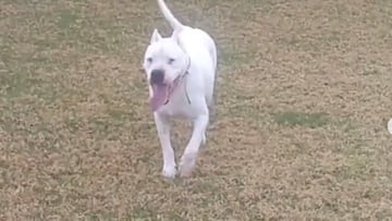 Emocionante despedida de un veterinario a Zeus, un perro que llevaba 8 años en su centro