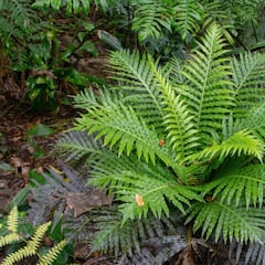 China se frota las manos tras hallar un ‘helecho bestial’ de tierras raras: es la única planta viva capaz de recuperar minerales