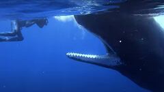 Im&aacute;genes submarinas de un buceador con una ballena que abre la boca y muestra todos sus dientes. 