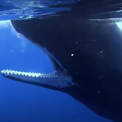 Ocean Souls: imágenes inigualables de cetáceos