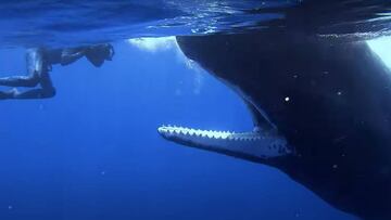 Imágenes submarinas de un buceador con una ballena que abre la boca y muestra todos sus dientes.