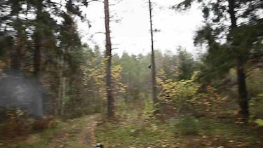 Tras la Dama del Bosque - Scolopax rusticola