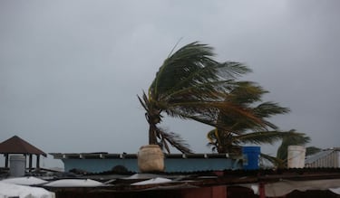 Unas palmeras sufren el impacto de vientos huracanados  mientras se acerca el huracán Melissa, en el centro de Kingston, Jamaica.