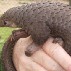 Un estudio sitúa de nuevo al pangolín detrás del coronavirus