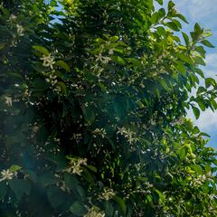 La AEMET predice un tiempo en primavera diferente al habitual