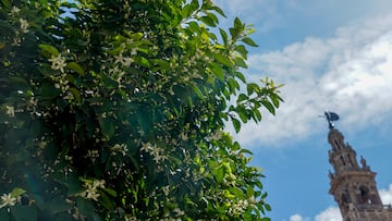 Comienzo de los brotes de azahar en los naranjos con la Giralda al fondo. A 17 de marzo de 2023, en Sevilla (Andalucía, España). Andalucía espera, con un 40% de probabilidad, una primavera cálida y húmeda, tras un invierno seco y el quinto más cálido desde 1961, según la Agencia Estatal de Meteorología (Aemet). En concreto, en el lado occidental, hay una probabilidad del 40% de que este periodo sea más cálido de lo normal, sin descartar una probabilidad del 25% de que sea más frío de lo normal. En el lado oriental, la probabilidad de una primavera cálida sube al 50% y, por el contrario, baja a un 20% la probabilidad de que sea un periodo más frío.
17 MARZO 2023
Eduardo Briones / Europa Press
16/03/2023