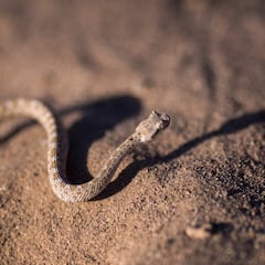 Las serpientes invaden Texas por el calor, pero este ingrediente de cocina las ahuyenta al instante