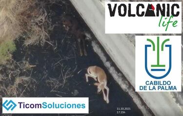 As¨ª fue el rescate an¨®nimo y con c¨¢mara t¨¦rmica de los podencos en La Palma