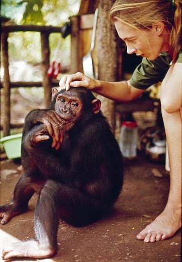 Jane Goodall aparece en el especial de televisión "Miss Goodall y el mundo de los chimpancés", emitido originalmente por CBS el miércoles 22 de diciembre de 1965.