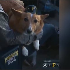 A estos perritos les encanta el béisbol y alegraran la cuarentena