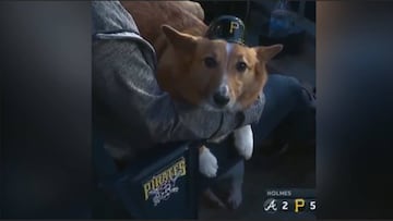 A estos perritos les encanta el béisbol y alegraran la cuarentena