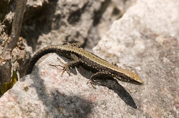 La lagartija Carpetana (Iberolacerta cyren) habita ¨²nicamente en Espa?a, en especial en la zona del sistema central. Su desaparici¨®n se debe a los cambios en su h¨¢bitat por la mano de la humanidad, con construcci¨®n de pistas de esqu¨ª, repoblaciones forestales o creaci¨®n de caminos para senderistas.