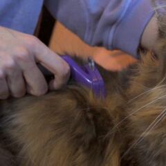 Así es el mejor cepillo para gatos: indoloro y capaz de eliminar el 99% del pelo suelto