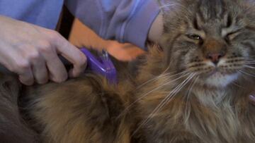 As¨ª es el mejor cepillo para gatos: indoloro y capaz de eliminar el 99% del pelo suelto