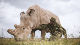 Las últimas fotografías de animales ya extintos