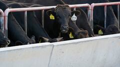 Colorado farmer is left without Mexican and Central American employees due to deportations and criticizes Trump: “They are not criminals”