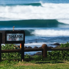 7 cosas que no sabías sobre el surf y los tiburones en Sudáfrica