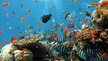 La especie de pez que sabe sumar y restar