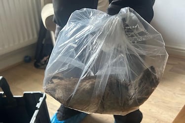 Unusually large animal found, stirring nationwide worry: “It’s almost the size of a small cat”