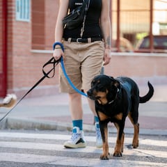 ¿Puedo entrar con mi perro a tiendas, lugares públicos y transportes con la Ley de Bienestar Animal?