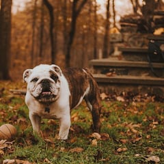 Las razas de perros más leales: ¿cuáles son y en qué habilidades destacan?