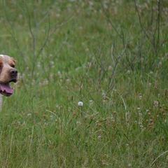 ¡Palabra de un perro de caza!
