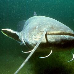 Detectan un peligroso siluro de 100 kilos en el Guadalquivir