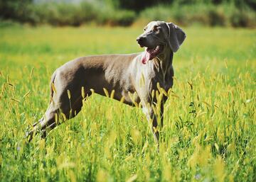 Son los m¨¢s altos del grupo de los perdigueros, muy gr¨¢ciles y veloces y con mucho br¨ªo y resistencia. Esta raza adopta su nombre de la corte de Carlos Augusto, gran duque de Weimar, y se empleaba en un principio para la caza mayor de lobos, gatos monteses, ciervos, pumas, osos, etc. Los machos miden de 59 a 70 cm y pesan de 30 a 40 kg.