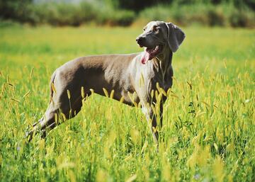 Son los más altos del grupo de los perdigueros, muy gráciles y veloces y con mucho brío y resistencia. Esta raza adopta su nombre de la corte de Carlos Augusto, gran duque de Weimar, y se empleaba en un principio para la caza mayor de lobos, gatos monteses, ciervos, pumas, osos, etc. Los machos miden de 59 a 70 cm y pesan de 30 a 40 kg.