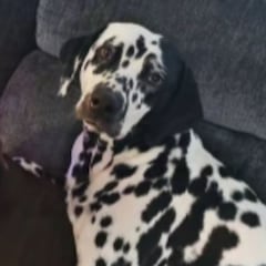 Un dálmata y un dóberman tienen cachorros y el resultado de la inesperada mezcla deja a Internet sin palabras