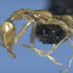 Descubren una nueva especie de hormiga y la llaman Voldemort: “Tienen una apariencia fantasmal”