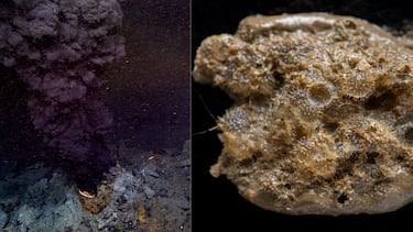 Científicos descubren un ‘oasis’ en el fondo marino de Ártico: “Albergan formas de vida únicas”