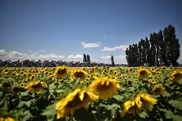 El pelotón atravesando un campo de girasoles.